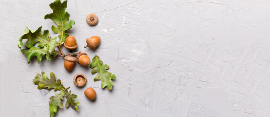Branch with green oak tree leaves and acorns on colored background, close up top view