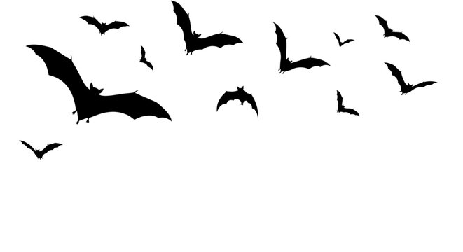 Swarm of flying vampire bats in black silhouette, isolated on a white background. Scary nocturnal creature illustration for a Halloween design