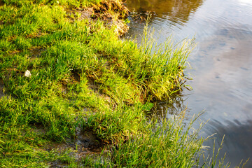 Vibrant green grass thrives along a tranquil riverbank, meeting the gently rippling water. Golden sunlight illuminates the lush growth