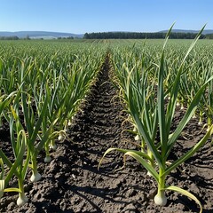 Garlic Field Under Blue Sky - A Bountiful Harvest.