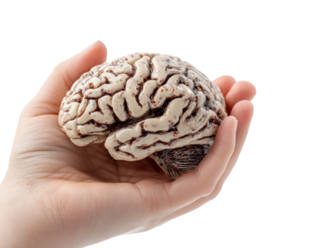 Exploring brain function human anatomy medical isolated on transparent background - Powered by Adobe