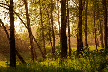 Sunny rain in a lush green forest, golden light filtering through trees and falling raindrops. A beautiful summer day with fresh nature and serene atmosphere