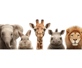 Wild animal portraits featuring elephant giraffe lion rabbit rhino isolated on transparent background