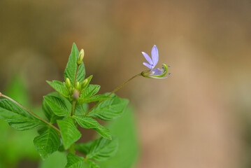 little blossom flower closeup
