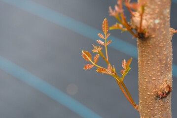 New leaves closeup with blur background