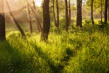 Golden sunbeams pierce through the misty woods, illuminating vibrant green grass and tree trunks...
