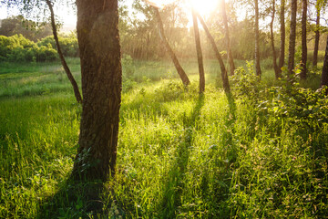 A warm summer rain fell over a picturesque, sunlit birch grove.