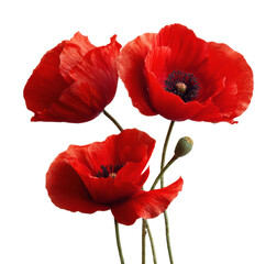 Obraz premium Vibrant red poppies in bloom nature scene floral arrangement isolated on transparent background