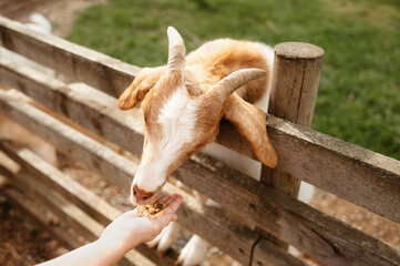 Goat eating from child hand.