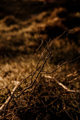 Branch at sunset in heather meadow