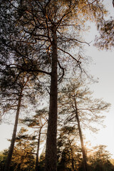 Tree in purple heather during sunset
