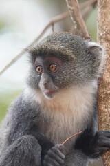 Young monkey on a tree holding a stick