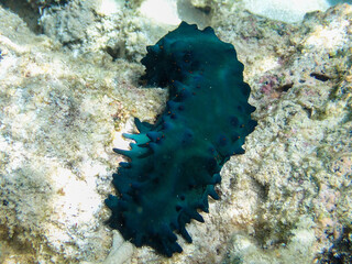 Sea cucumber exhibiting a bluesih hue, Rarotonga, Cook Islands, Polynesia, South Pacific Ocean,...