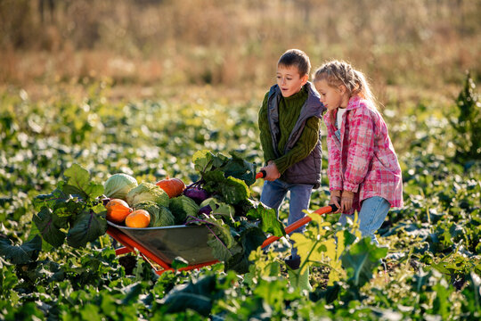 children pushing wheelbarrow full of vegetables through field.