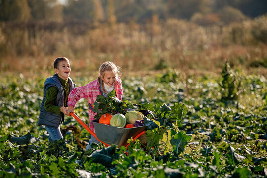 children pushing wheelbarrow full of vegetables through field.