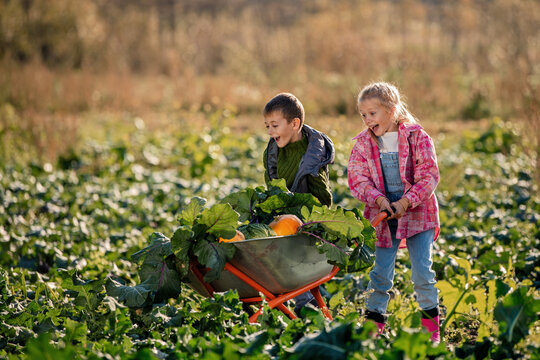 children pushing wheelbarrow full of vegetables through field.