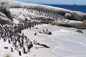 Huge Crowd of penguins along the beach