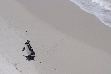 A single penguin walking onto the beach