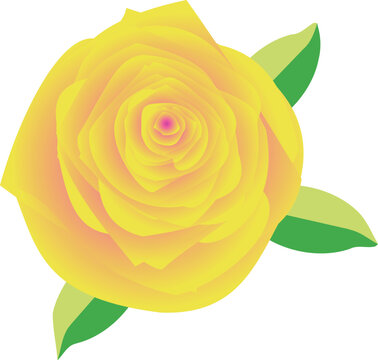 Print beautifull fiower ,yellow rose,