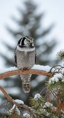 Northern Hawk Owl Perched on Snowy Branch in Winter.