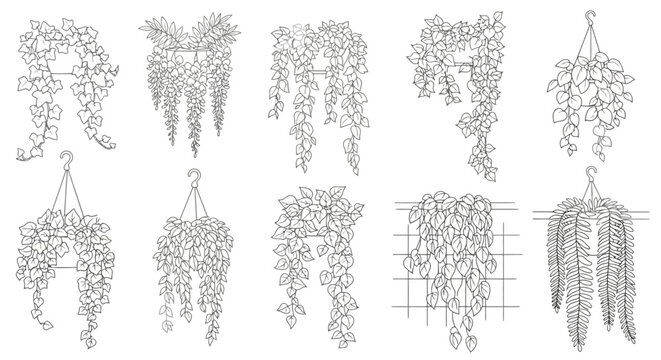 Set of line art illustrations of different hanging and climbing plants for landscaping and architectural design, white background