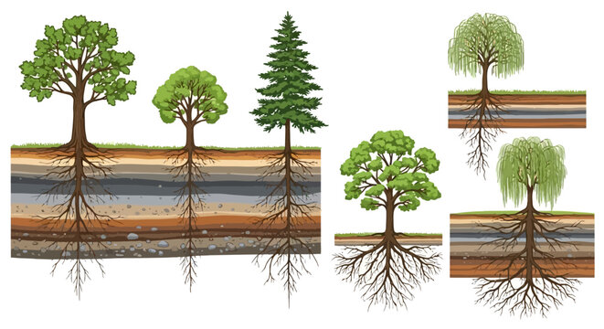 Detailed vector illustration of trees showing roots and underground layers, white background