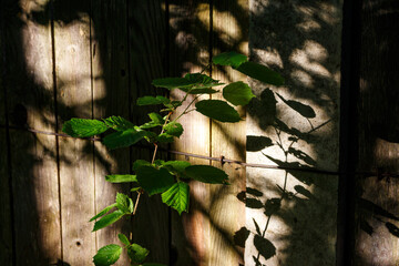 Rustic wooden fence with an old wire, adorned by vibrant green leaves and intricate shadows, creating a serene and textured natural background with a hint of rural charm
