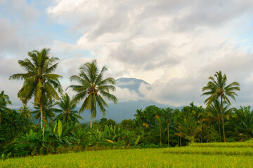 Obraz premium Beautiful morning view indonesia Panorama Landscape paddy fields with beauty color and sky natural light