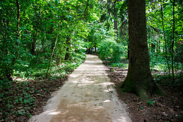 A serene forest path winds through vibrant green trees, bathed in dappled sunlight, leading deeper into nature's embrace