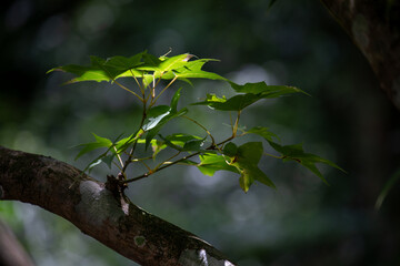Close-up shot of sunlight shining through leaves