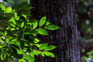 Obraz premium Close-up shot of sunlight shining through leaves