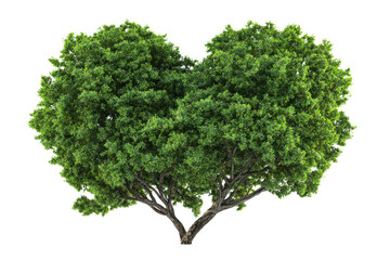 Lush green tree with heart shaped canopy and textured bark on black nature plant, Isolated On Transparent Background, Png Cut Out