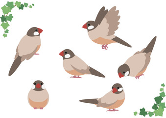 かわいいシナモン文鳥のベクターイラスト素材セット