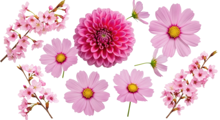 Long swirling shiny blue satin ribbon for decoration or design. Isolated on transparent background, pngCollection of eight various pink flowers, dahlia, cosmos, cherry. Isolated on transparent backgro