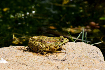 A camouflaged green frog (amphibian) rests on a sunlit rock near the water in Cyprus. A close-up capturing wild nature and mediterranean wildlife.