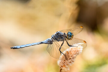 A stunning macro photo of a blue dragonfly with prominent eyes, resting horizontally on a fuzzy, dried plant head, set against a vibrant, soft-focus background of golden light (bokeh).