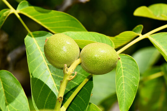Two fresh, green walnuts enclosed in their husks growing on a tree branch, surrounded by vibrant green leaves, showcasing the early stages of fruit development in late spring or early summer.