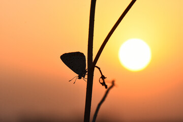 A small butterfly in stark silhouette, perched vertically on a plant stem, with the huge, bright...