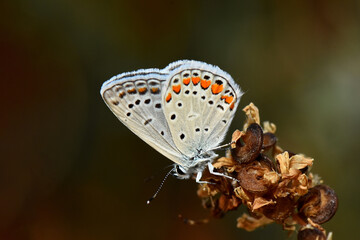 A Common Blue butterfly (Polyommatus icarus) with its wings displaying the distinctive white, black, and orange eyespots on the underside, resting on a cluster of dried seed pods in a macro close-up.