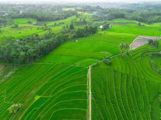 Fototapeta premium Beautiful morning view indonesia Panorama Landscape paddy fields with beauty color and sky natural light