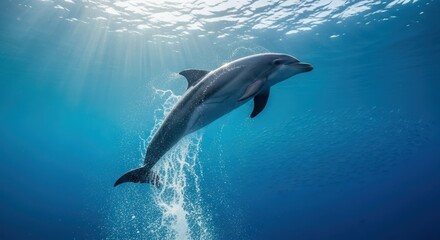 Majestic dolphin surfacing through sunlight rays underwater ocean life