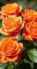 Radiant Orange Roses - A Floral Symphony of Warmth and Beauty.