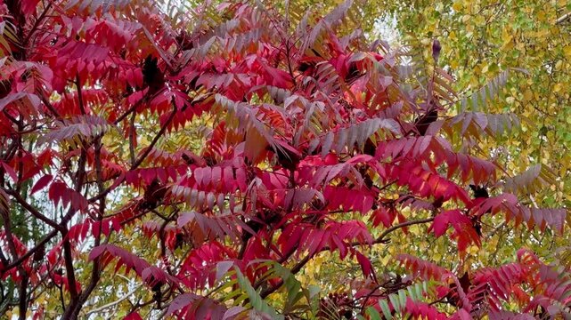 Red staghorn sumac in autumn