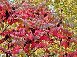 red and yellow leaves