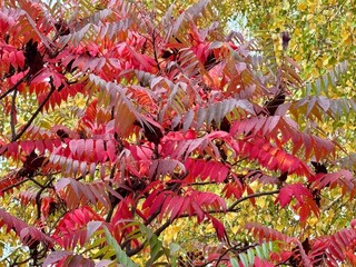 red and yellow flowers