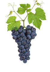 Multiple fresh, ripe, plump purple grapes on a lush green vine with detailed leaves and tendrils, studio isolated on transparent background with copy space, concept of natural abundance