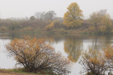 Trees with yellow leaves on the banks of the river on an early foggy autumn morning