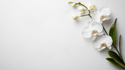 Fototapeta premium Minimalist composition of orchid blossom framing a blank card on white background.