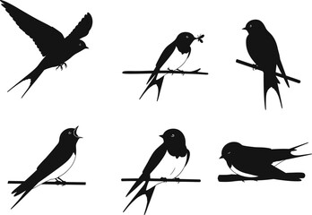 Bird silhouettes in flight and perched on branches, swallow vector illustration, nature wildlife design, black isolated shapes, artistic animal poses