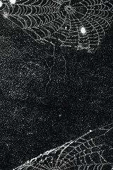 Spider web isolated on black grunge background. Cobweb frame. Halloween party. Texture of spider web. Halloween decoration. Gothic style	